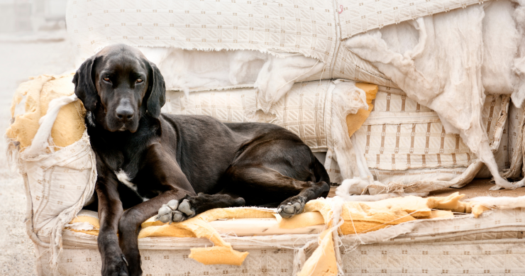 Come proteggere il divano dal cane