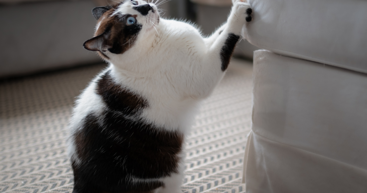 come proteggere il divano dal gatto