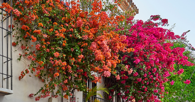fiori autunnali da balcone
