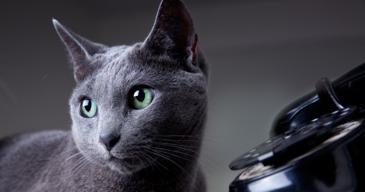 gatto in casa