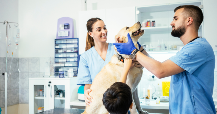 come progettare un ambulatorio veterinario