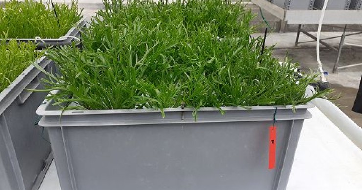 Ricerca, la coltura idroponica fa bene alle piante e all'ambiente