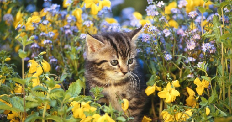 piante pericolose cani e gatti