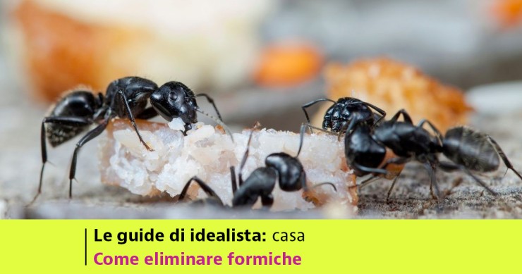 come eliminare le formiche