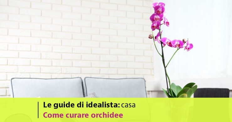 Come curare le orchidee in casa