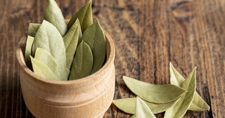 proprietà magiche alloro