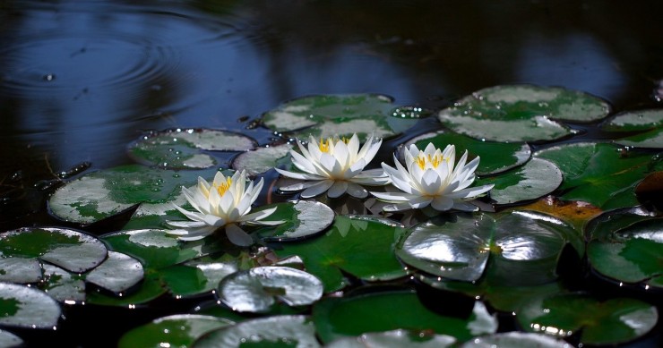 fiore di loto significato