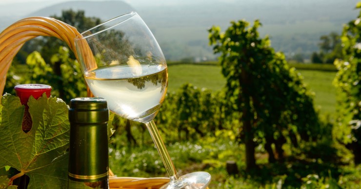 Visit the best wine regions in Italy