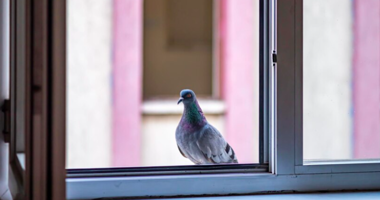 Come allontanare i piccioni da casa