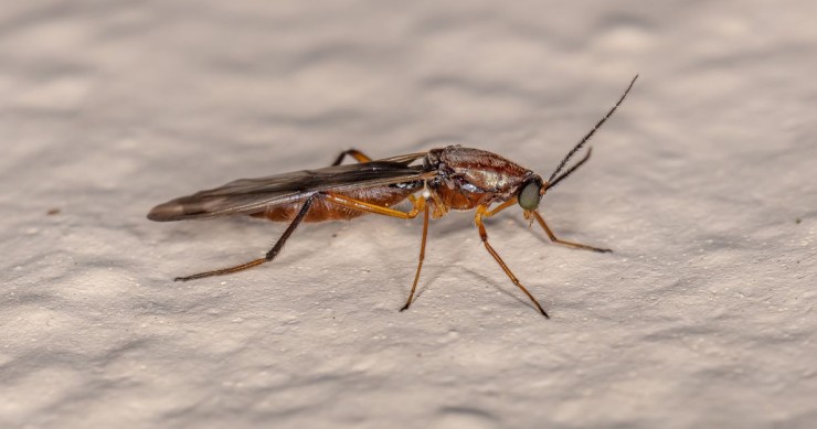 moscerini della muffa