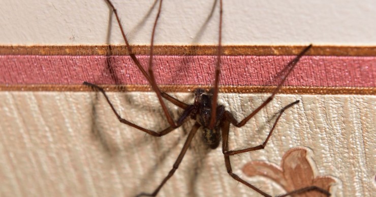 uccidere un ragno in casa porta fortuna