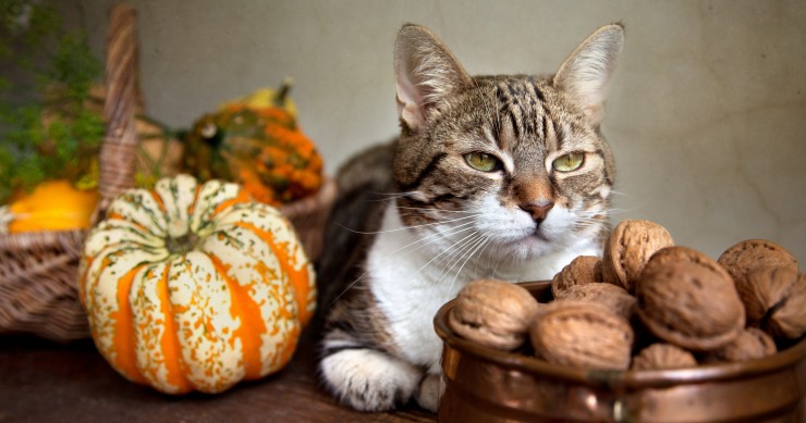 bonus animali domestici 2024