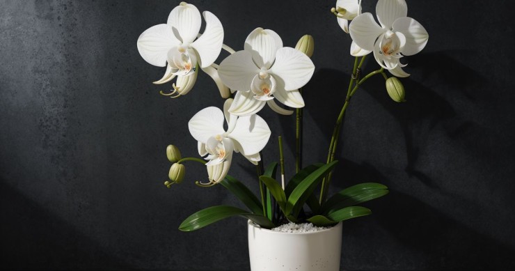 curare orchidea in inverno