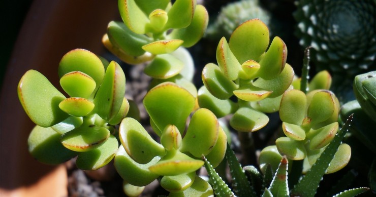 piante crassule