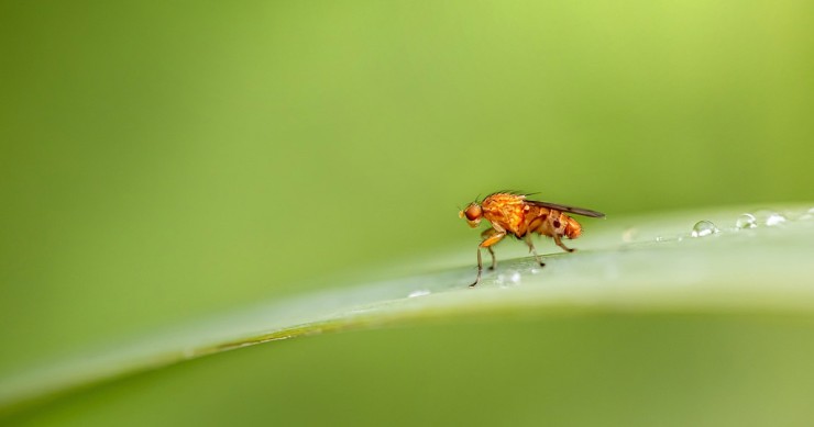 Moscerino della frutta in casa