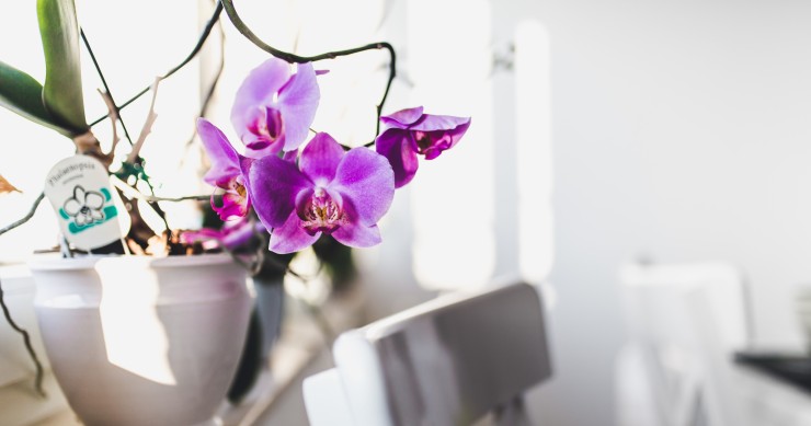 arredare con le orchidee