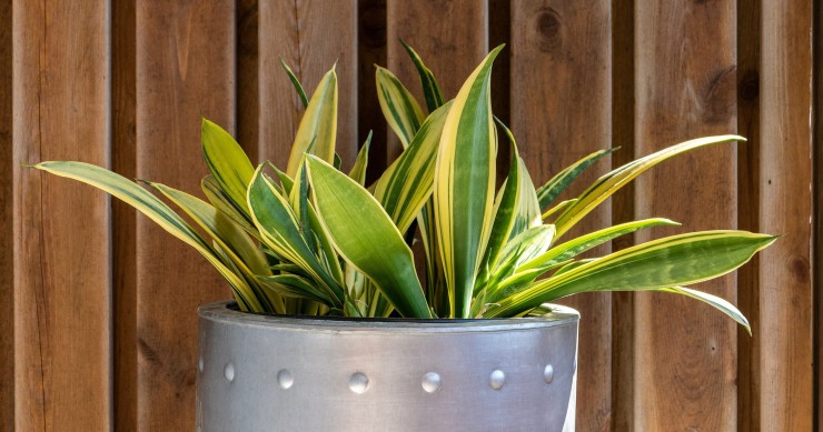 come far crescere la sansevieria velocemente