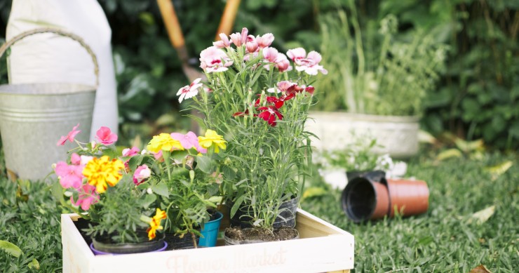 cosa mettere in una fioriera esterna