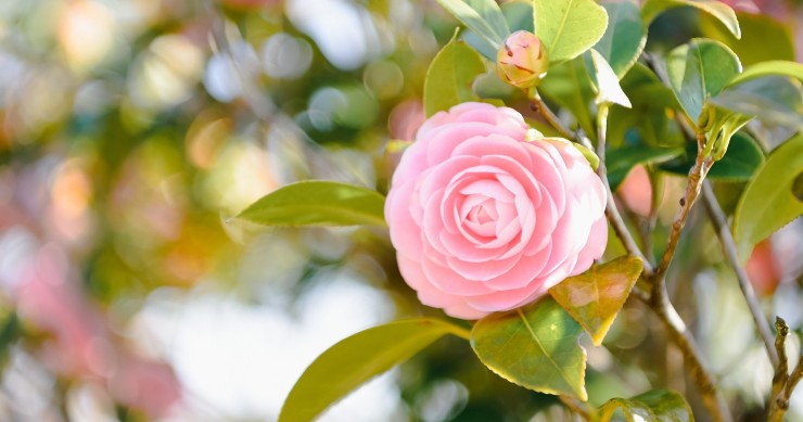 coltivare camelia in vaso