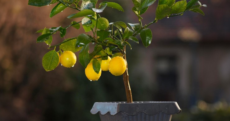 piante facili da coltivare