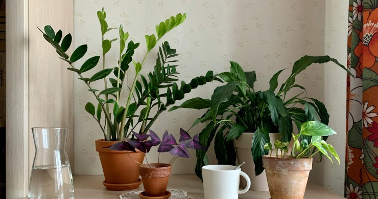 piante della ricchezza