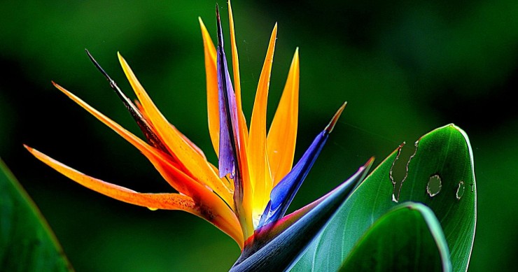 strelitzia come si cura
