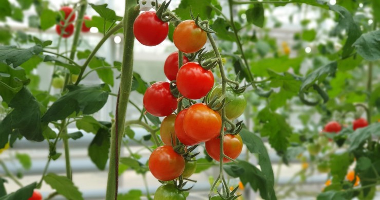 coltivare pomodoro in casa