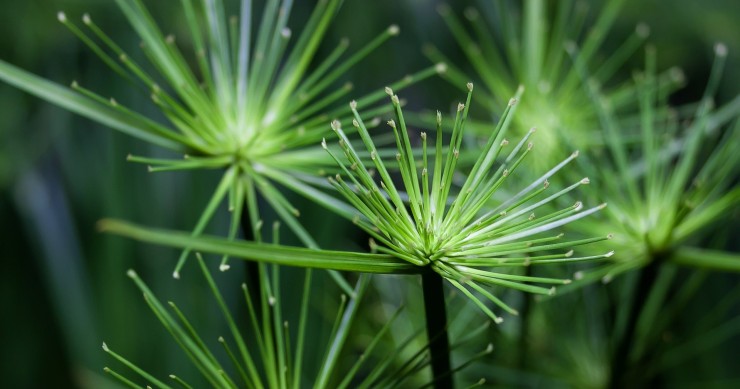 coltivare il papiro in casa