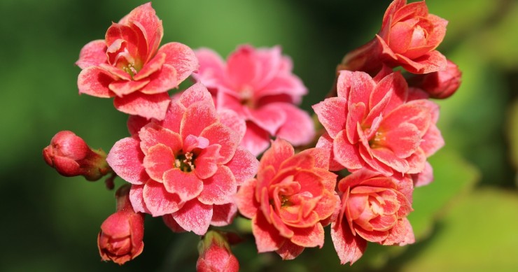 kalanchoe