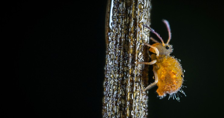 pidocchi delle piante