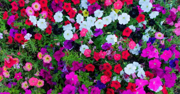 piante che fioriscono a maggio