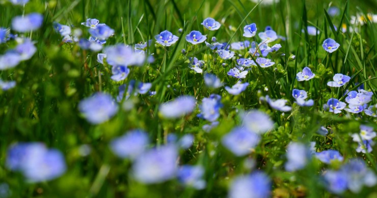 pianta veronica come curarla