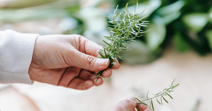 rosmarino in camera da letto