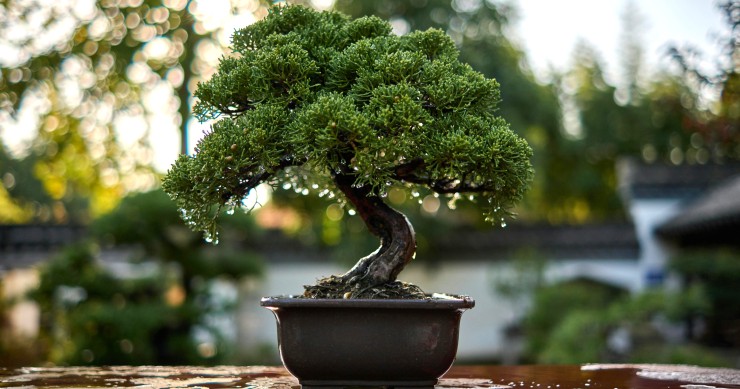 come annaffiare il bonsai