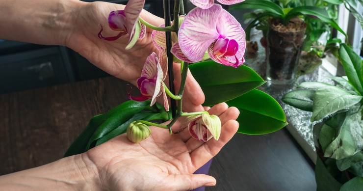 orchidea acqua e zucchero