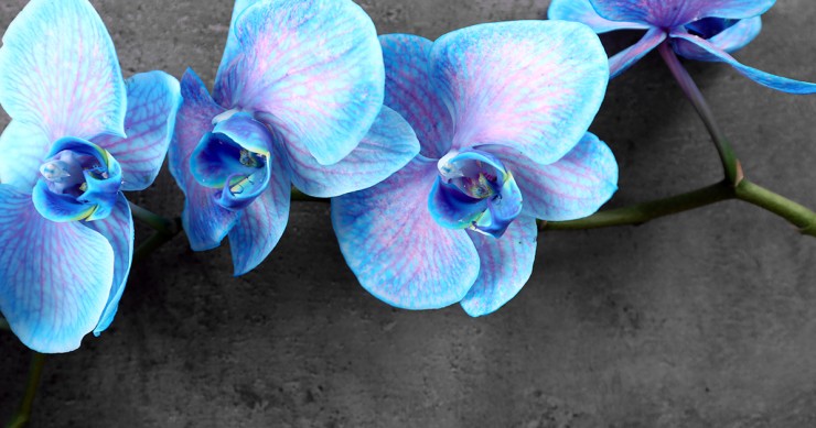 orchidea blu