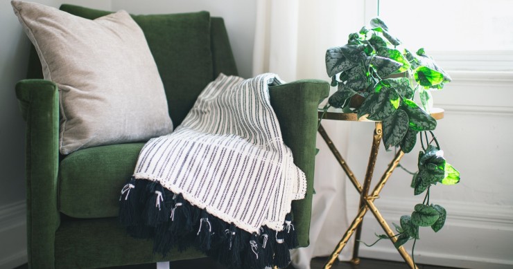 piante rampicanti da interno