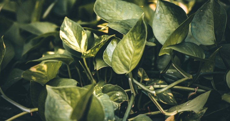 pothos può stare all'esterno