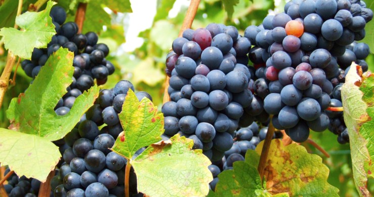 vigneti