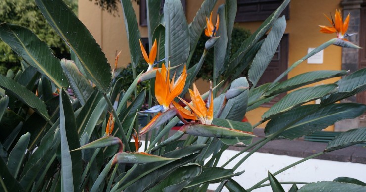 strelitzia non fiorisce