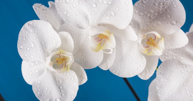 quanto dura un'orchidea bianca