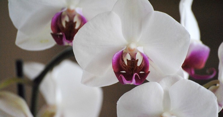 orchidea significato