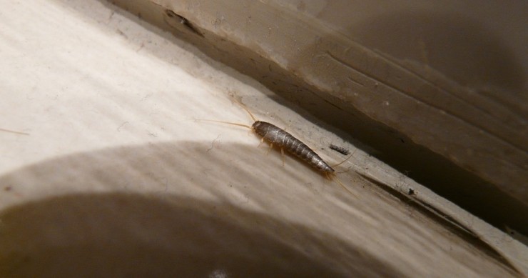 pesciolino d'argento