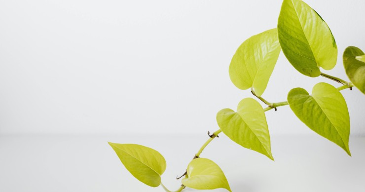 pothos foglie gialle