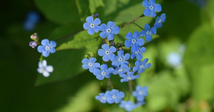 fiore non ti scordar di me