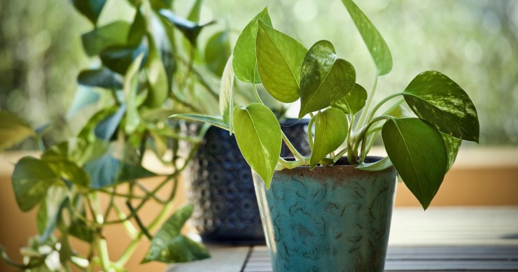 pothos sofferente