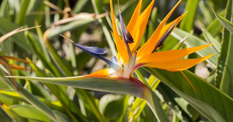 quante volte si annaffia la strelitzia