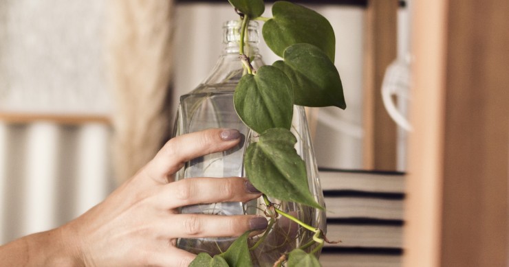 pothos acqua