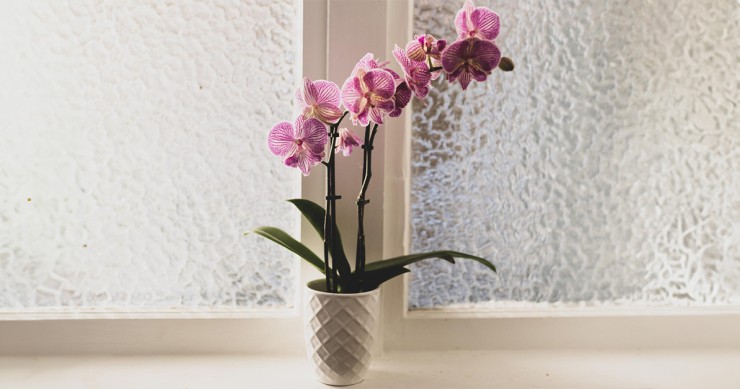 quando annaffiare le orchidee