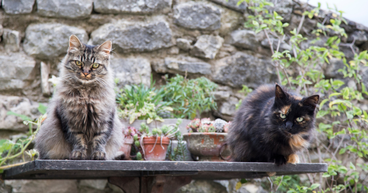 Come proteggere l'orto dai gatti